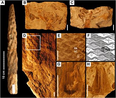 Proliferation of Isoëtalean Lycophytes During the Permo-Triassic Biotic Crises: A Proxy for the State of the Terrestrial Biosphere